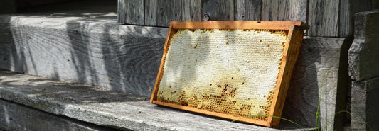Mānuka Honey vs. Regular Honey: What Sets It Apart and Why It’s So Rare