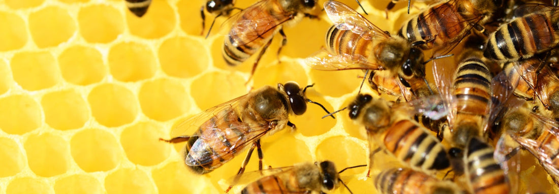 Health Benefits of New Zealand Raw Mānuka Honey