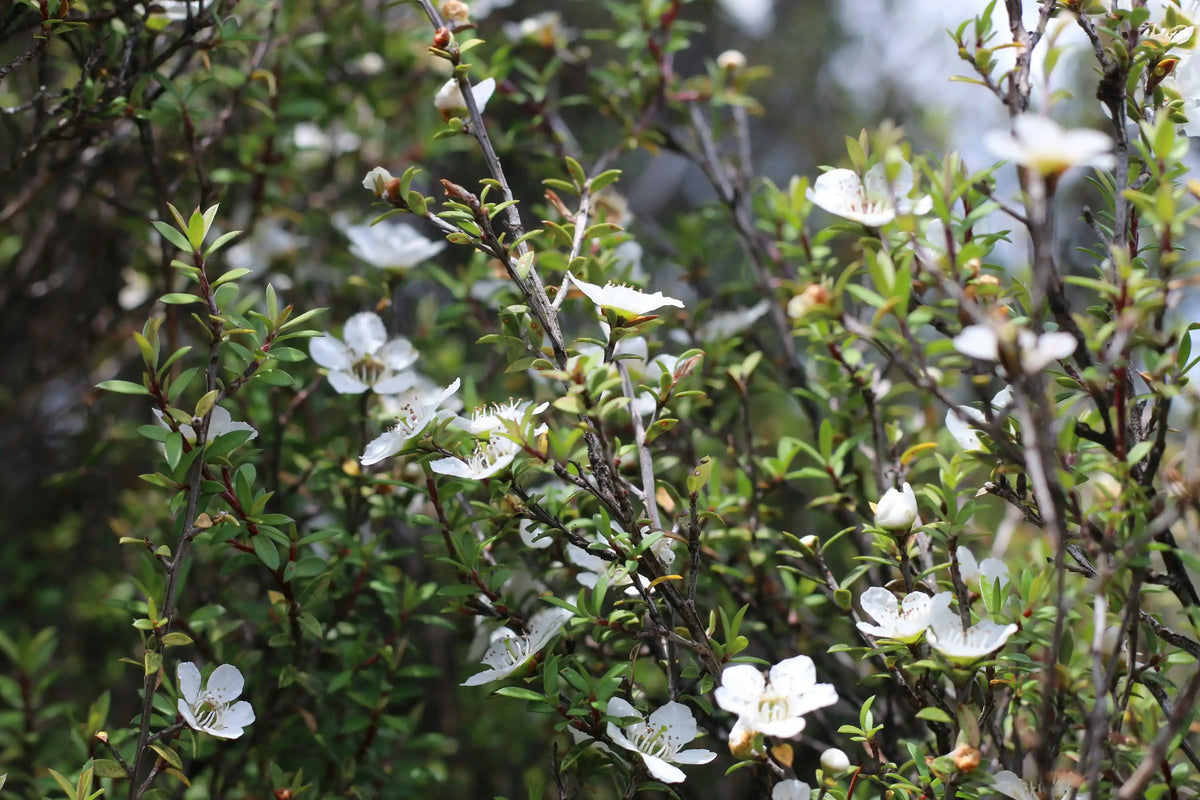 Bringing Authentic New Zealand Mānuka Honey to the World 