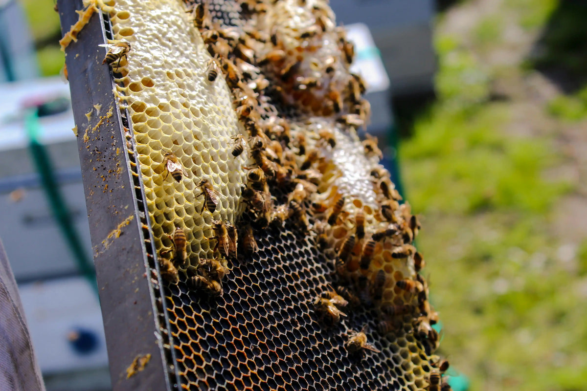 Private-Label New Zealand Mānuka Honey for U.S. Brands 